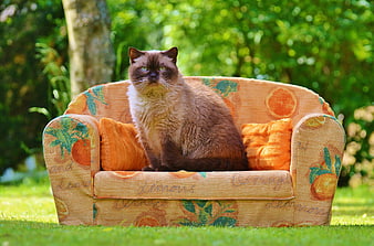 Cute Brown Cat Sitting on Miniature Orange Sofa Outdoors