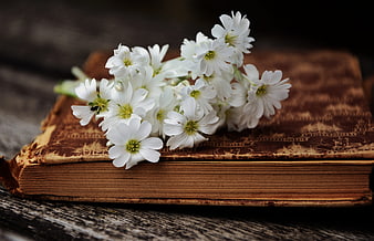 White flowers on vintage book rustic wood