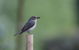 Small gray bird perched on wooden post with insect