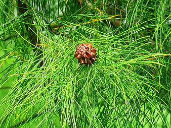 Close-up of a brown pine cone surrounded by green needles
