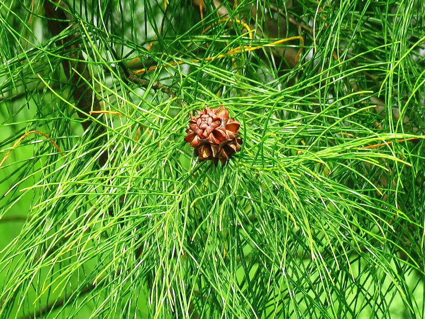 Close-up of a brown pine cone surrounded by green needles