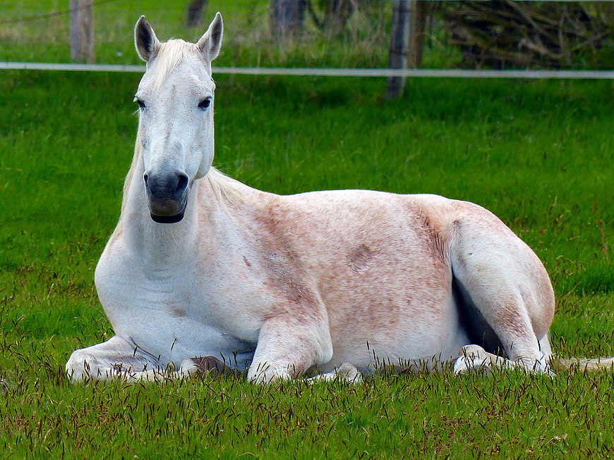 White Horse Resting In Green Pasture