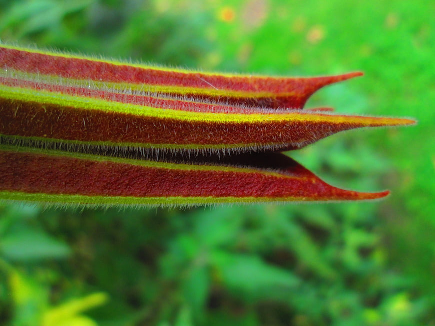 Macro Close-Up of Red and Yellow Hairy Flower Bud