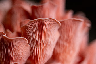Macro Close-Up of Pink Oyster Mushroom Gills