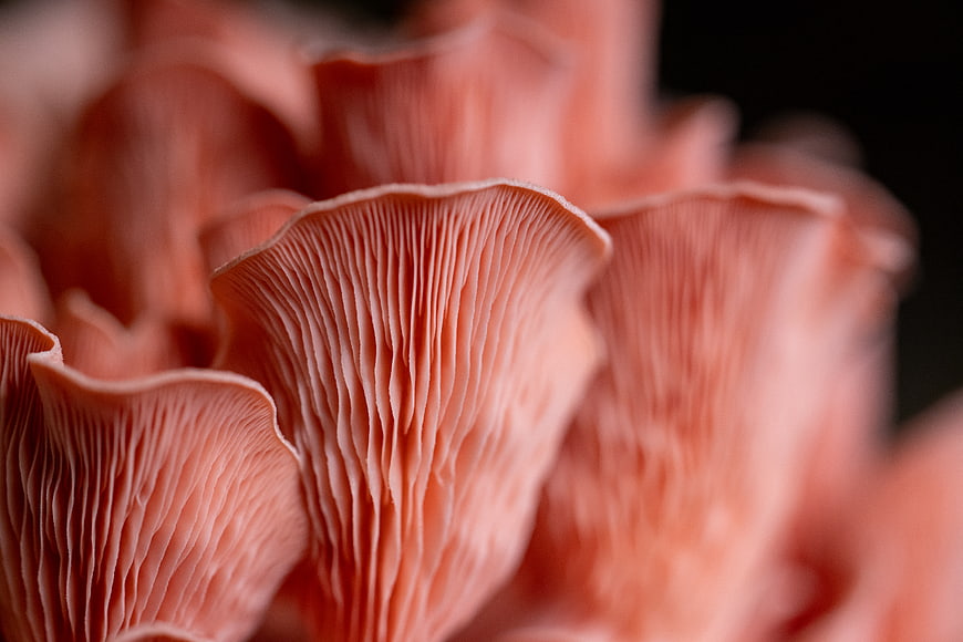Macro Close-Up of Pink Oyster Mushroom Gills