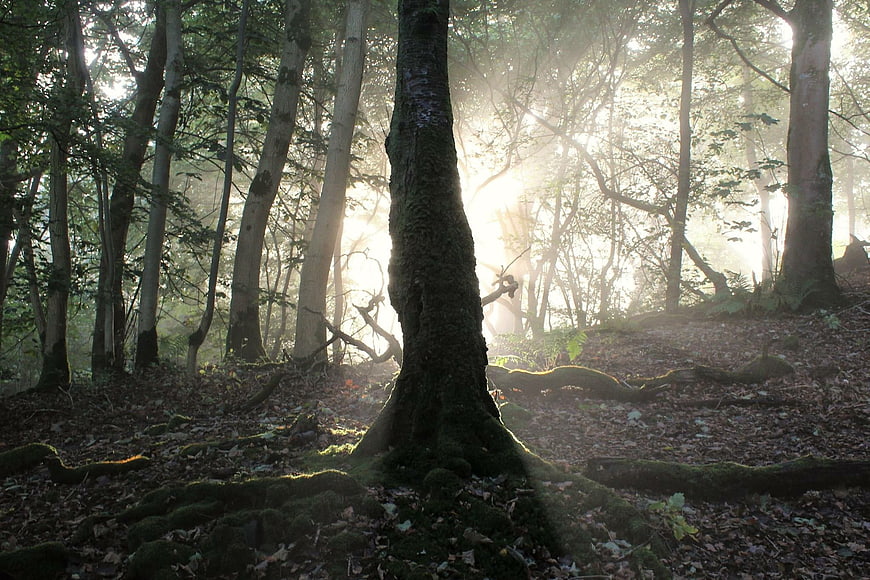 Sunbeams streaming through misty forest with mossy tree roots