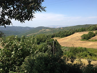 Scenic summer landscape with rolling hills and olive trees