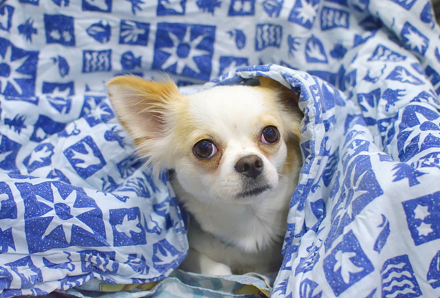 Adorable Chihuahua Peeking Out from Blue Patterned Blanket