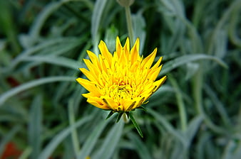 Close-up of a vibrant yellow flower with blurred green foliage background