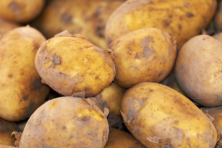 Close-up of fresh raw potatoes with soil texture