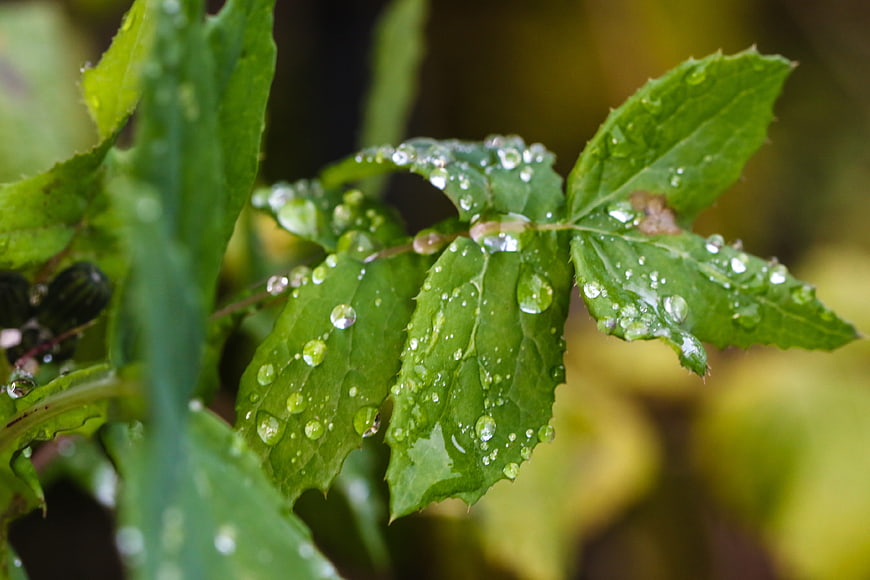 Close-up of green leaves with fresh water droplets