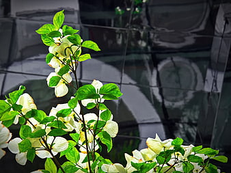 White dogwood flowers against modern glass building facade