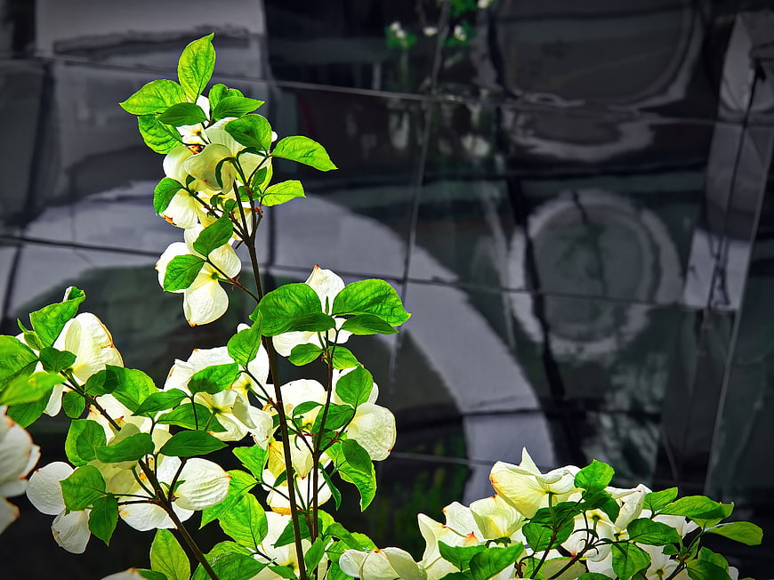 White dogwood flowers against modern glass building facade