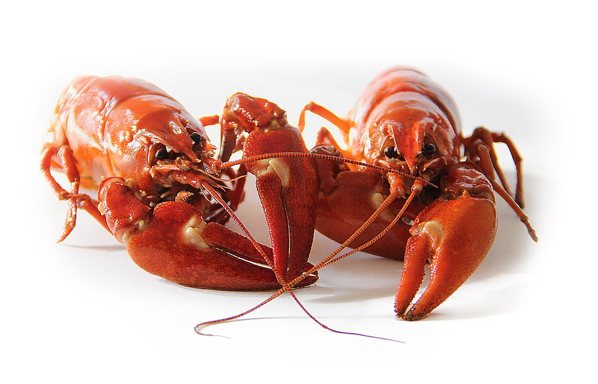 Two cooked red crayfish on white background