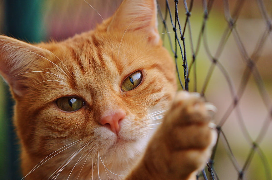 Close-up of Ginger Tabby Cat Holding Wire Fence