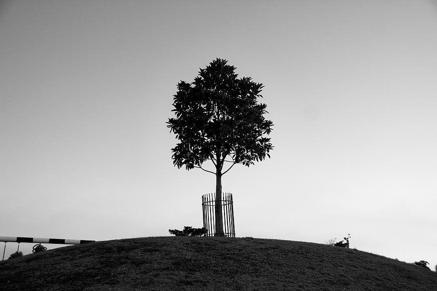 Solitary tree silhouette on grassy hill in black and white