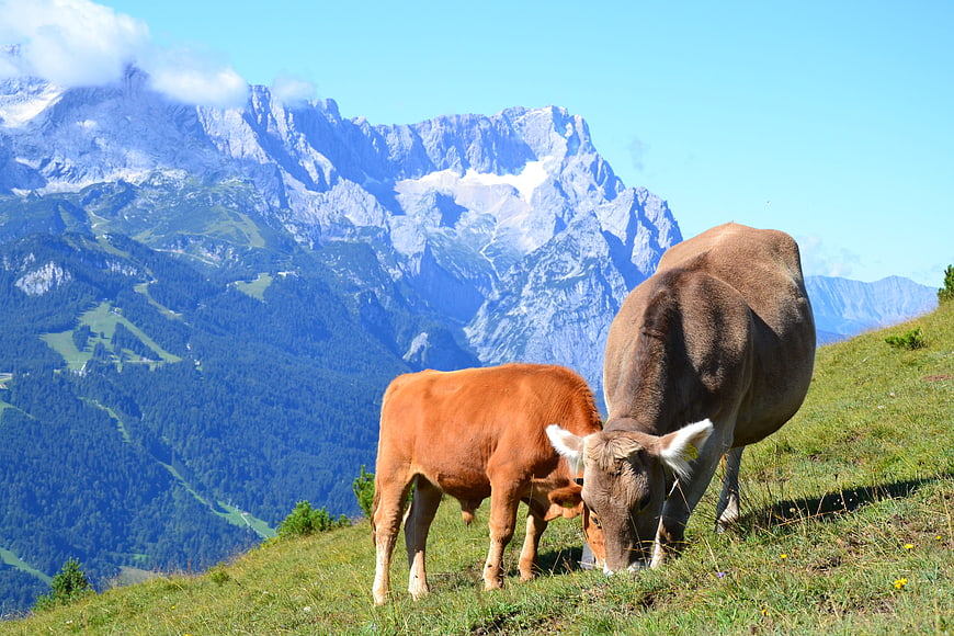 Brown Cow and Calf Grazing on Alpine Pasture with Mountain View
