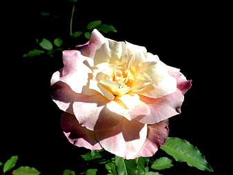 Pink and yellow rose bloom against black background