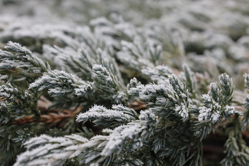 Close-up of frost-covered evergreen branches in winter