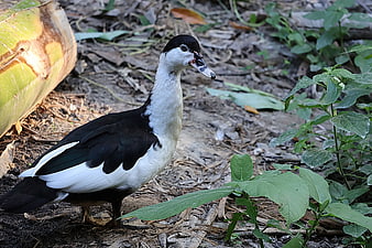Muscovy Duck Standing in Natural Garden Setting