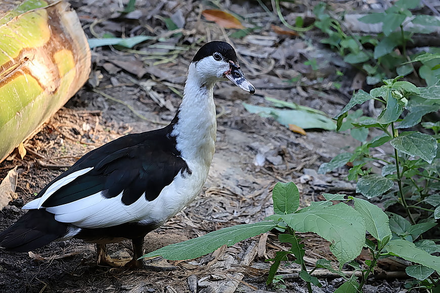 Muscovy Duck Standing in Natural Garden Setting