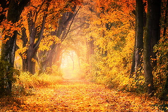 Misty Autumn Forest Path With Golden Leaves And Sunlight