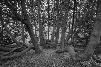 Black and white forest with twisted tree trunks and branches