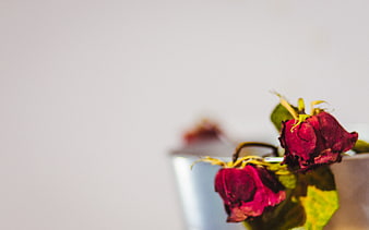 Dried red roses in a metal bucket with white background