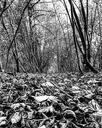 Black and white forest path with fallen leaves