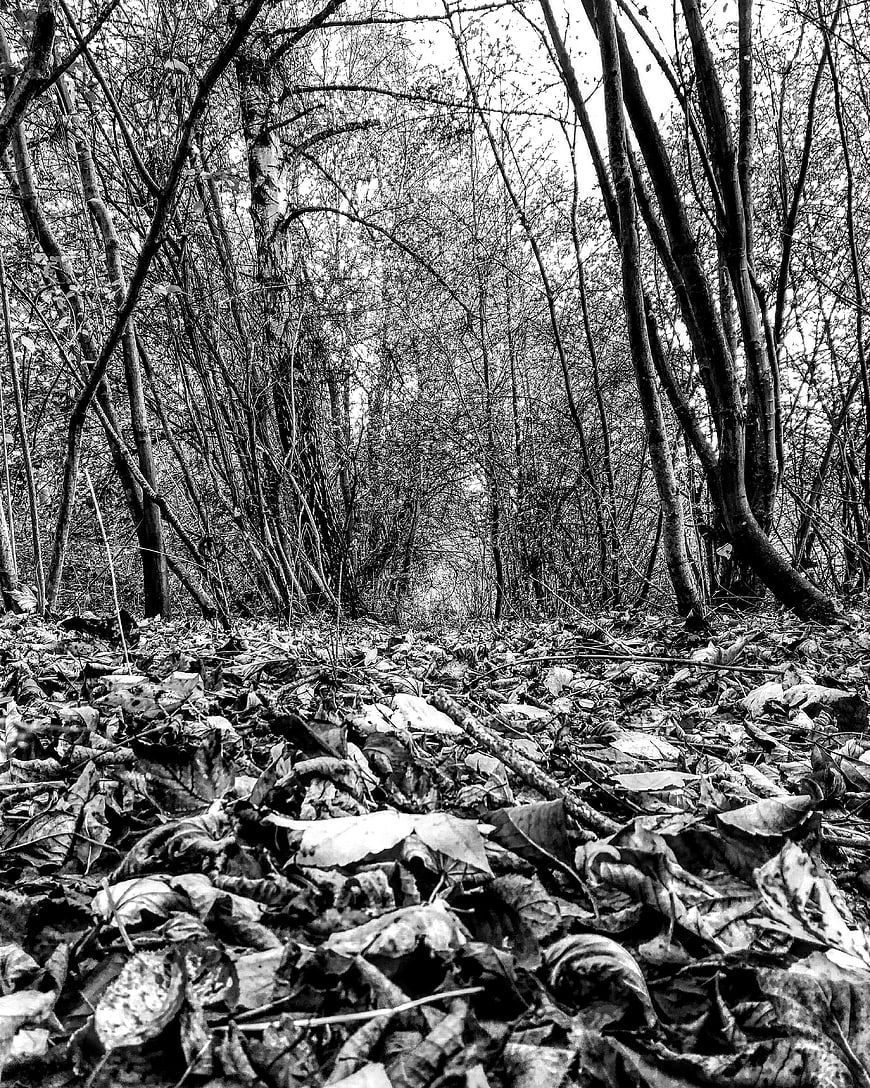 Black and white forest path with fallen leaves