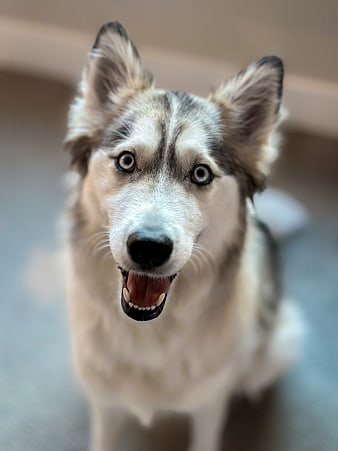 Close-up portrait of a happy husky dog looking at camera