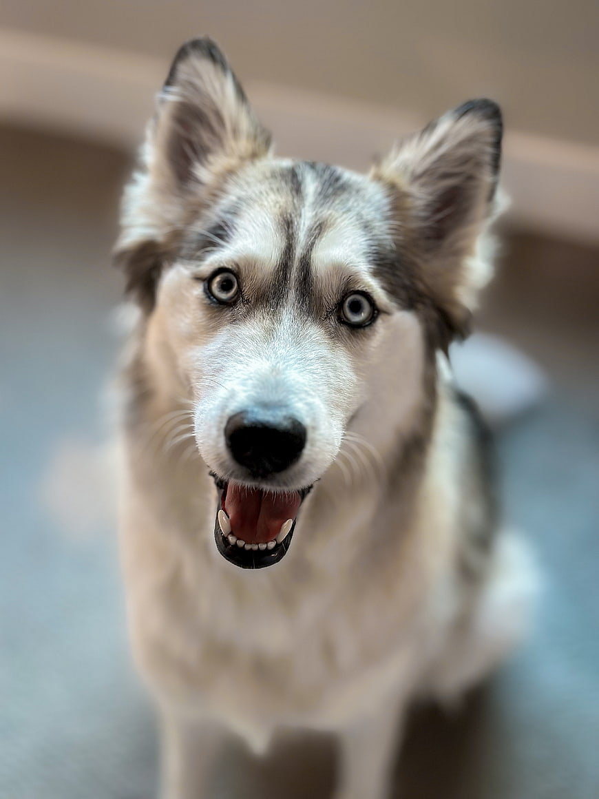 Close-up portrait of a happy husky dog looking at camera