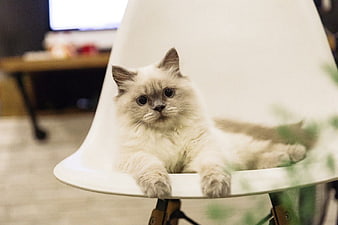 Fluffy Ragdoll Cat with Large Eyes Sitting on White Chair