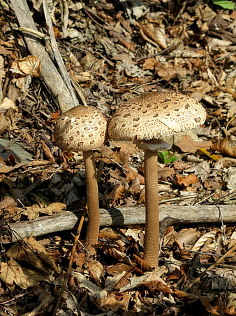 Two large parasol mushrooms growing in autumn forest leaves
