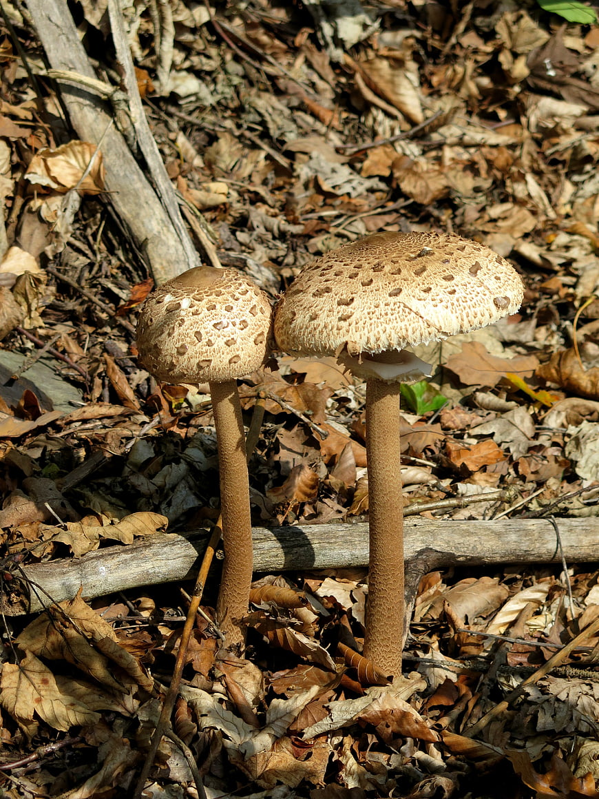 Two large parasol mushrooms growing in autumn forest leaves