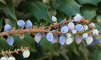 Close-up of purple Oregon grape berries on a branch