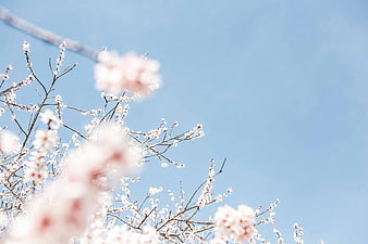 Pink Blossoms on Branches Against Blue Sky
