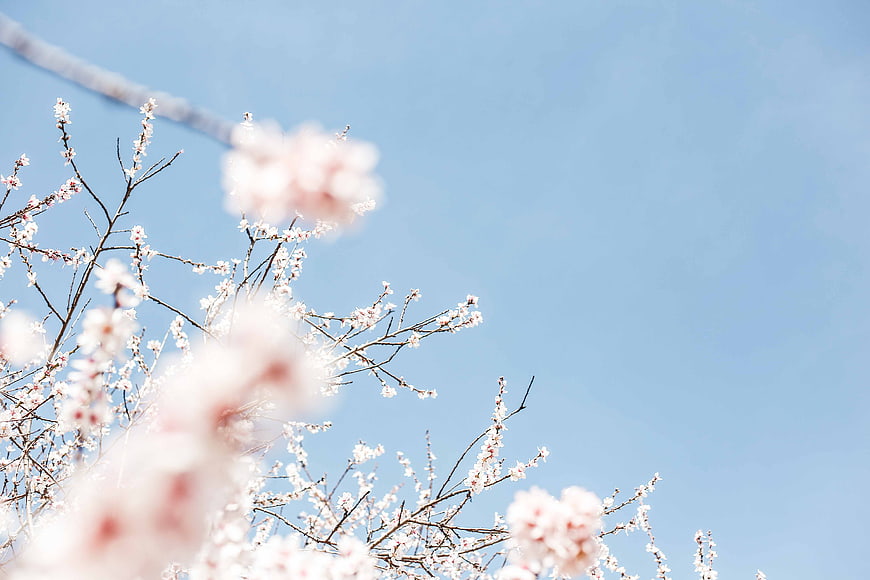 Pink Blossoms on Branches Against Blue Sky