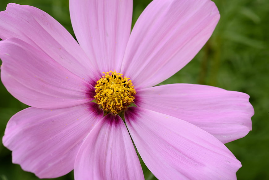 Close-up of a pink cosmos flower with yellow center