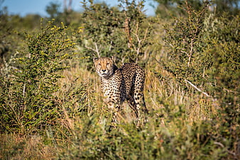 Cheetah Walking Through Tall Grass in African Savanna