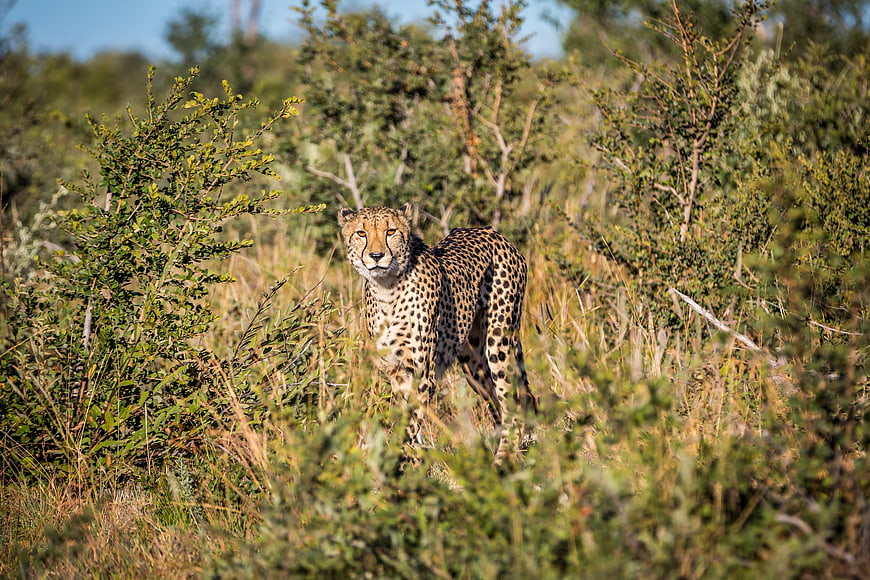 Cheetah Walking Through Tall Grass in African Savanna