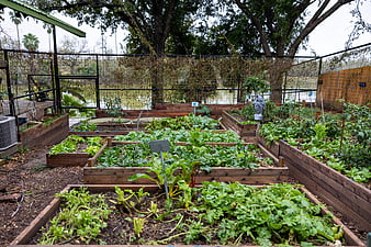 Raised Bed Vegetable Garden with Leafy Greens