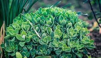 Close-up of lush green succulent plant in garden
