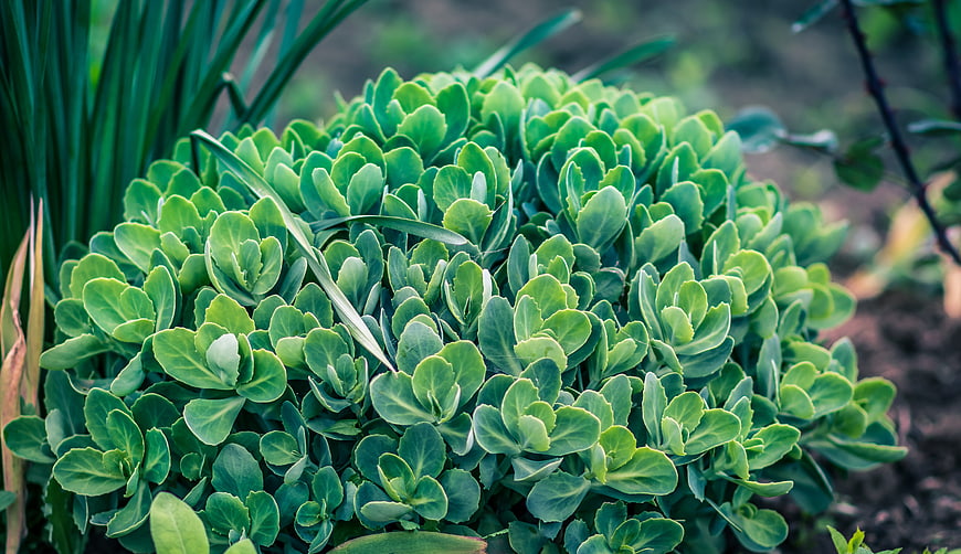 Close-up of lush green succulent plant in garden