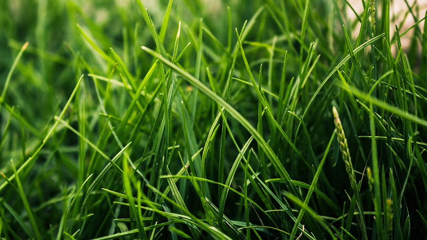 Close-up of vibrant green grass blades in a meadow