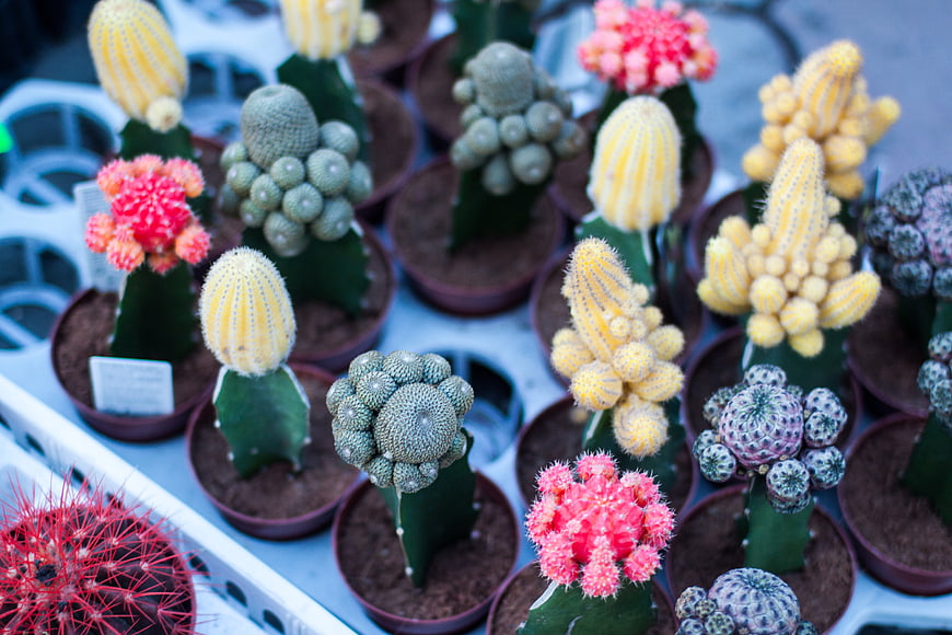 Colorful Grafted Cactus Collection in Pots