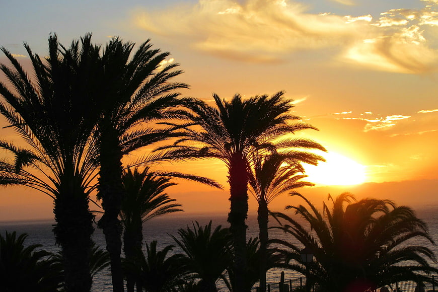 Silhouetted Palm Trees Against Golden Sunset Over Ocean