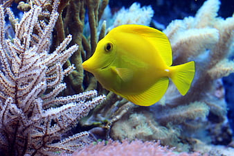 Vibrant Yellow Tang Fish Swimming Among Coral Reef