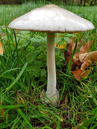 White mushroom growing in green grass with autumn leaves