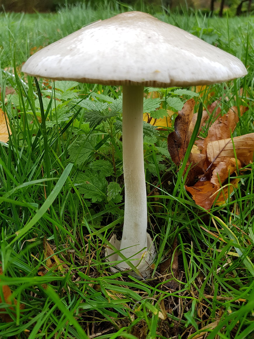 White mushroom growing in green grass with autumn leaves